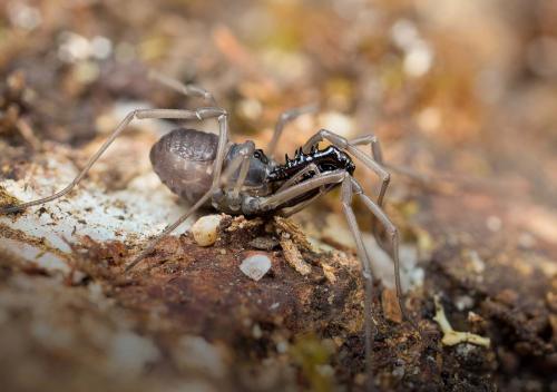 Ischyropsalis luteipes